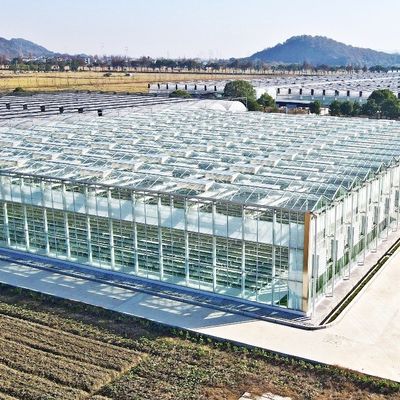 Invernadero de vidrio para plantas de tomate y hojas JX-Vídeo de 8m 9,6m 12m personalizado