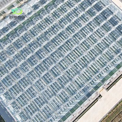 Invernadero de vidrio para plantas de tomate y hojas JX-Vídeo de 8m 9,6m 12m personalizado