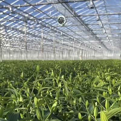 Sistema hidropónico de invernadero de vidrio para verduras y flores Tecnología avanzada