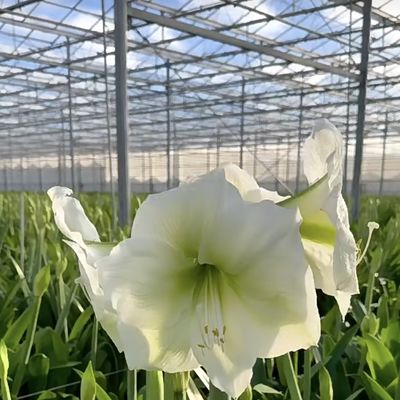 Sistema hidropónico de invernadero para verduras y flores Funcionalidad de doble capa