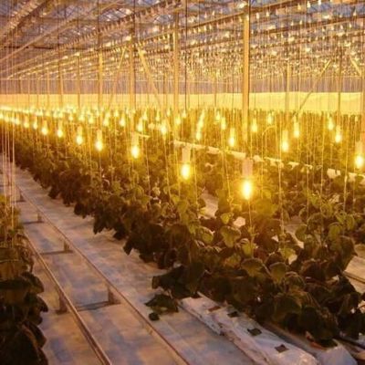 Invernadero de cultivo con iluminación regulada por humedad 12.09cm * 2.35cm * 2.39cm Tamaño del paquete