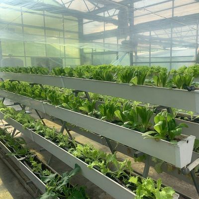 Instalación de invernadero de película hidropónica de metro cuadrado para la producción de cultivos durante todo el año