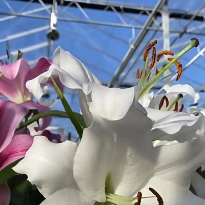 Invernadero comercial de doble capa para la plantación inteligente de verduras y flores