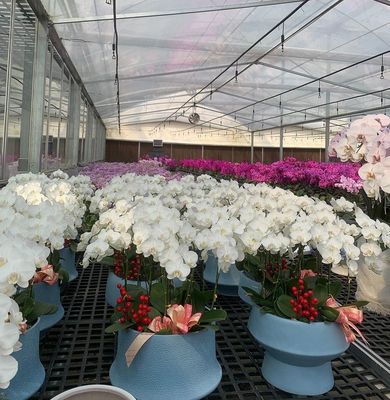 Invernadero para el cultivo de plántulas iluminado por cortina húmeda y opciones personalizables