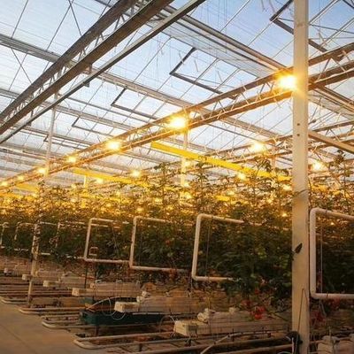 Invernadero para el cultivo de plántulas iluminado por cortina húmeda y opciones personalizables