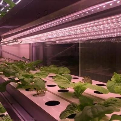 Invernadero para el cultivo de plántulas iluminado por cortina húmeda y opciones personalizables