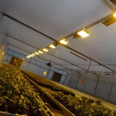 Invernadero para el cultivo de plántulas iluminado por cortina húmeda y opciones personalizables