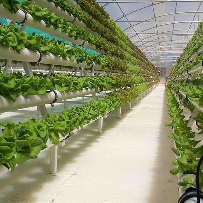 Invernadero para el cultivo de plántulas iluminado por cortina húmeda y opciones personalizables
