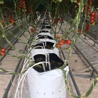 Invernadero para el cultivo de plántulas iluminado por cortina húmeda y opciones personalizables