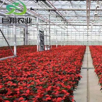 Método de cultivo hidropónico Agricultura Invernadero de vidrio para tomate/frutas templado