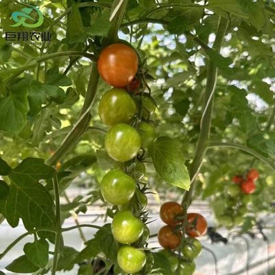 Método de cultivo hidropónico Agricultura Invernadero de vidrio para tomate/frutas templado