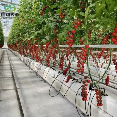 Método de cultivo hidropónico Agricultura Invernadero de vidrio para tomate/frutas templado