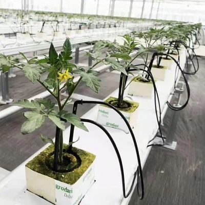 Invernadero a medida para la agricultura Vidrio comercial/vidrio templado/vidrio flotante