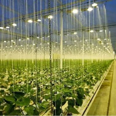Capa de vidrio JX-GG-12 Instalación de siembra hidropónica sombreada Invernadero iluminado por Juxiang