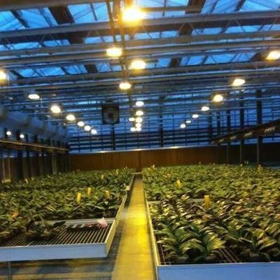 Capa de vidrio JX-GG-12 Instalación de siembra hidropónica sombreada Invernadero iluminado por Juxiang