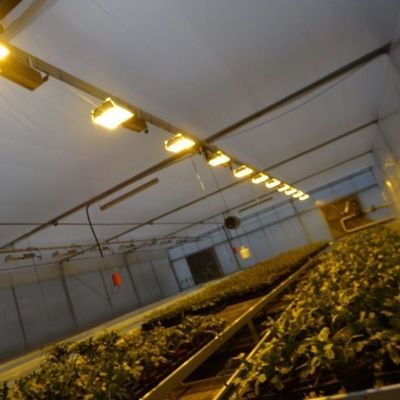 Capa de vidrio JX-GG-12 Instalación de siembra hidropónica sombreada Invernadero iluminado por Juxiang