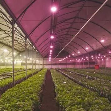 Capa de vidrio JX-GG-12 Instalación de siembra hidropónica sombreada Invernadero iluminado por Juxiang