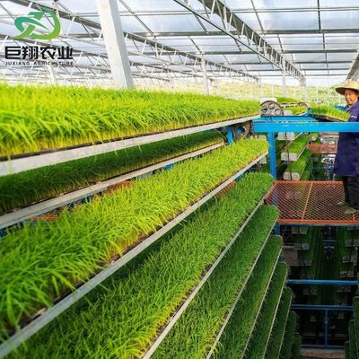 Espacio personalizado de 8m 9,6m 12m Invernadero para pepino hecho de tubo de acero galvanizado en caliente