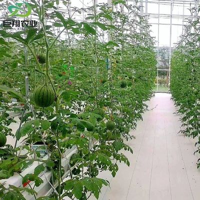 Espacio personalizado de 8m 9,6m 12m Invernadero para pepino hecho de tubo de acero galvanizado en caliente