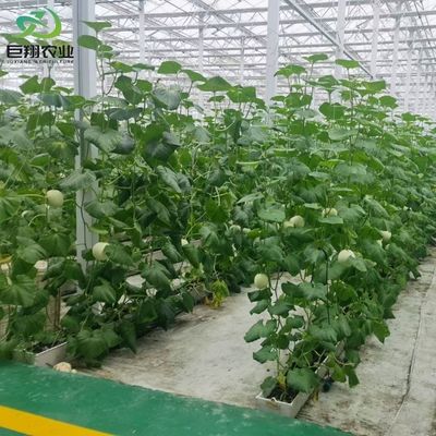 Espacio personalizado de 8m 9,6m 12m Invernadero para pepino hecho de tubo de acero galvanizado en caliente