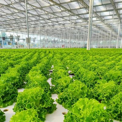Invernadero de vidrio de precio razonable para la producción de vegetales de gran tamaño y de gran tamaño