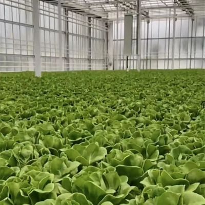 Invernadero de vidrio de precio razonable para la producción de vegetales de gran tamaño y de gran tamaño