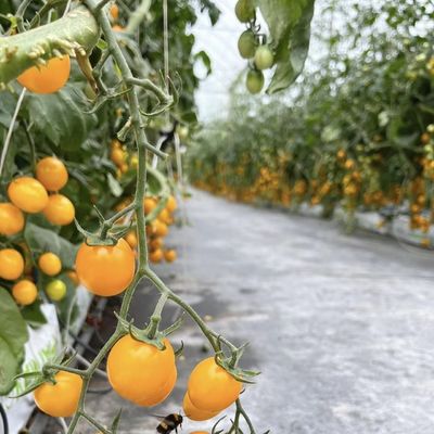 Invernadero de vidrio Ju Xiang con techo tipo Costo de envío y tiempo de entrega estimado