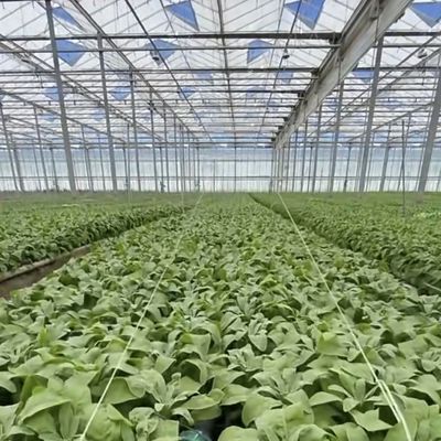Invernadero de vidrio Ju Xiang con techo tipo Costo de envío y tiempo de entrega estimado