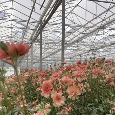 Dos capas de vidrio para el invernadero para flores 50.00cm * 60.00cm * 80.00cm Tamaño del paquete