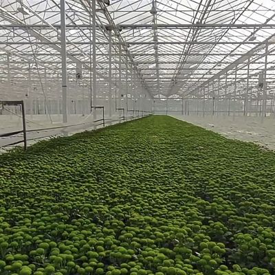 Dos capas de vidrio para el invernadero para flores 50.00cm * 60.00cm * 80.00cm Tamaño del paquete