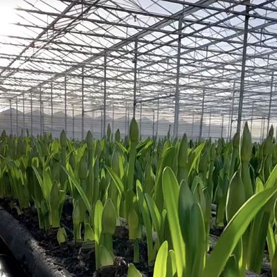 Dos capas de vidrio para el invernadero para flores 50.00cm * 60.00cm * 80.00cm Tamaño del paquete