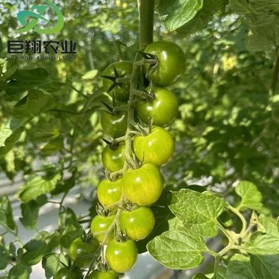 Invernadero de vidrio JX personalizado 2023 Equipo agrícola Juxiang con sistema de enfriamiento