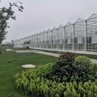 Estructura de acero Riego por goteo Invernadero de vidrio para plantas Techo en forma de techo tipo