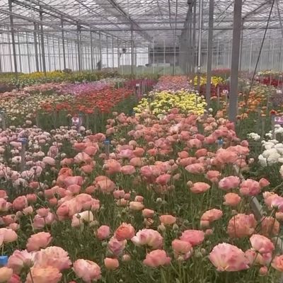 Invernadero de vidrio de doble capa personalizado para flores hechas a su medida