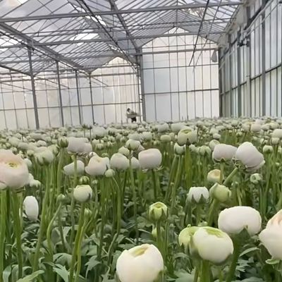 Invernadero de vidrio de doble capa personalizado para flores hechas a su medida