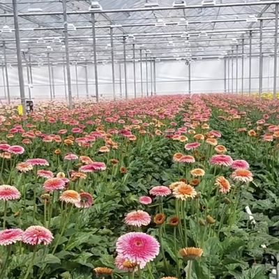 Invernadero de vidrio de doble capa personalizado para flores hechas a su medida