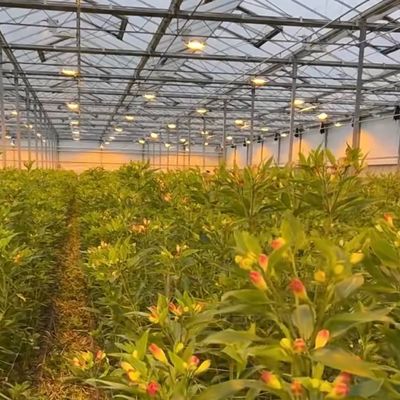 EE.UU. 20/m2 Invernadero de vidrio Ju Xiang para el cultivo de verduras Pago completo