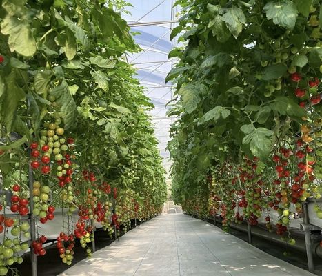 Invernadero de vidrio de una sola capa para la horticultura adaptado a sus necesidades