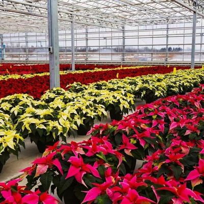 Invernadero de vidrio de una sola capa para la horticultura adaptado a sus necesidades