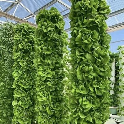 Canopy de invernadero de origen chino de vidrio para flores 30 días de retorno 100.000kg de peso bruto