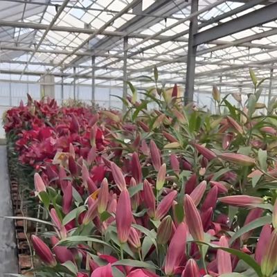 Canopy de invernadero de origen chino de vidrio para flores 30 días de retorno 100.000kg de peso bruto