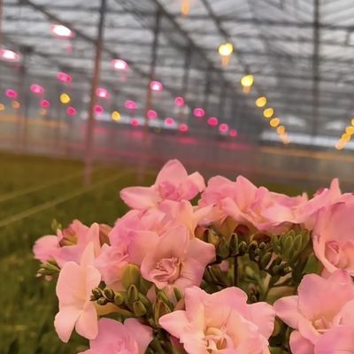 Canopy de invernadero de origen chino de vidrio para flores 30 días de retorno 100.000kg de peso bruto