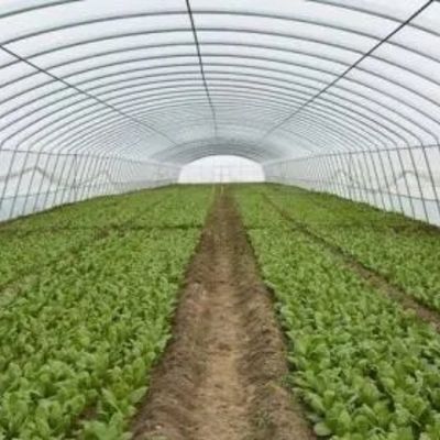 Invernadero de jardín de vidrio con marco de aluminio Invernadero comercial victoriano para verduras