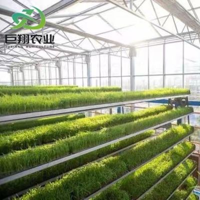 Invernadero de jardín de vidrio con marco de aluminio Invernadero comercial victoriano para verduras