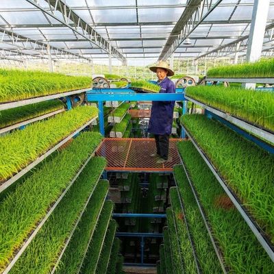 Sistema de riego hidropónico para fresas, flores y verduras