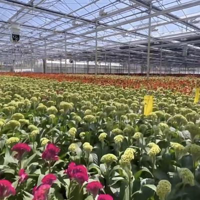 Bienes del invernadero de vidrio para el cultivo de plantas 100.000 kg Peso bruto del paquete