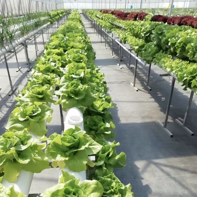 Invernadero de vidrio agrícola Retiro para cultivos Solicitud personalizada US 20 / metro cuadrado