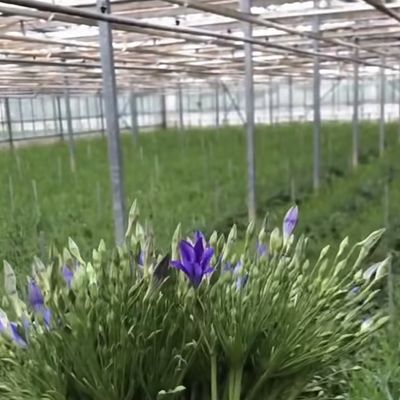 Invernadero de vidrio agrícola Retiro para cultivos Solicitud personalizada US 20 / metro cuadrado