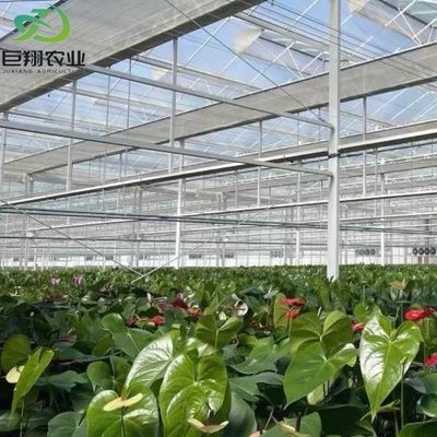 Invernadero de luz solar, hidroponía multispans, invernadero de película de plástico para explotación agrícola comercial