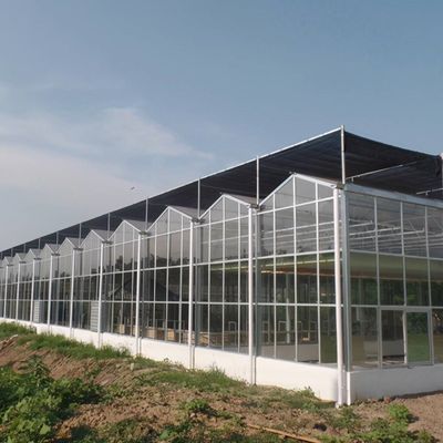 Invernadero de luz solar, hidroponía multispans, invernadero de película de plástico para explotación agrícola comercial